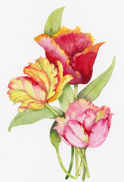 Watercolor painting of tuips